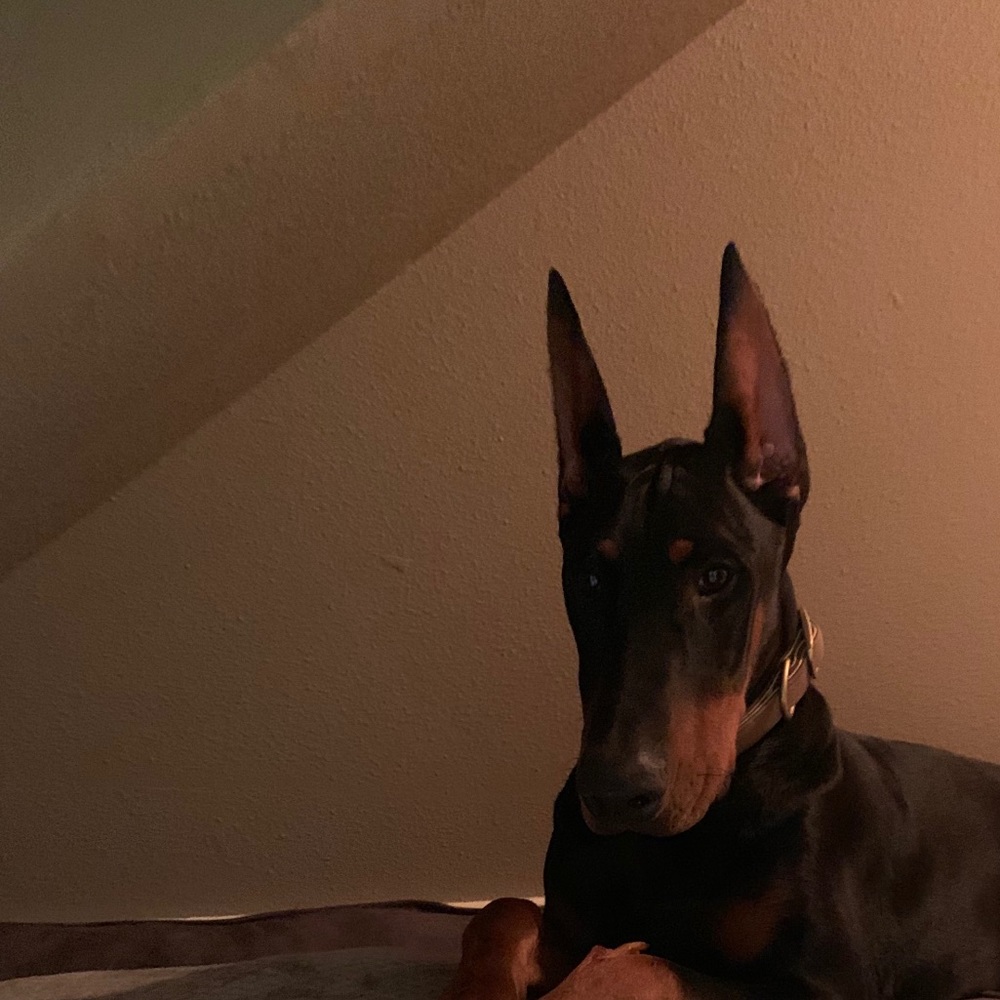 Meet your Posher, Alexa